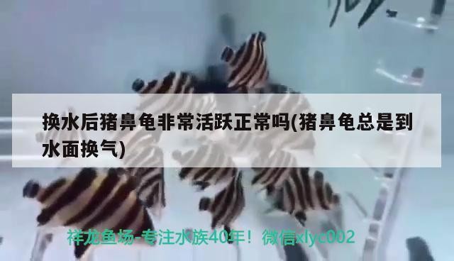 換水后豬鼻龜非常活躍正常嗎(豬鼻龜總是到水面換氣) 換水后豬鼻龜非常活躍正常嗎(豬鼻龜總是到水面換氣) 豬鼻龜百科