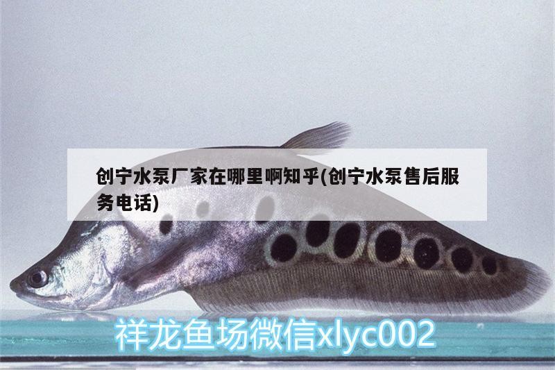 創寧水泵廠家在哪里啊知乎(創寧水泵售后服務電話)
