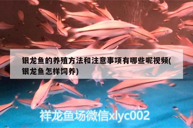 魚缸用增氧泵價格是多少:魚缸增氧機-xtrac增氧機-xtrac增氧機 銀龍魚的養(yǎng)殖方法和注意事項有哪些呢視頻(銀龍魚怎樣飼養(yǎng)) 銀龍魚百科 銀龍魚的養(yǎng)殖方法和注意事項有哪些呢視頻(銀龍魚怎樣飼養(yǎng)) 銀龍魚的養(yǎng)殖方法和注意事項有哪些呢視頻(銀龍魚怎樣飼養(yǎng)) 銀龍魚百科