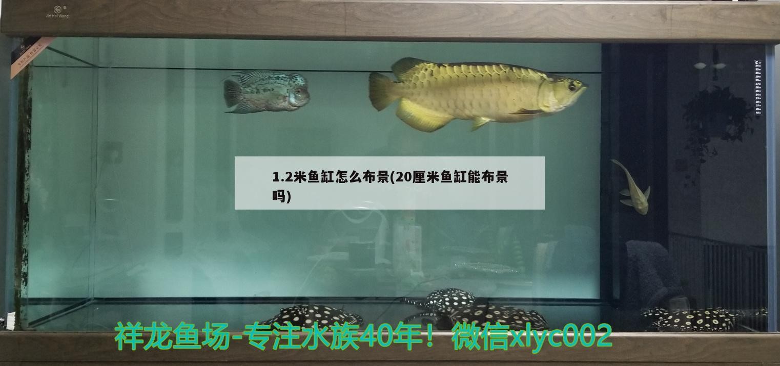 過背金龍魚圖片(什么叫過背金龍魚)