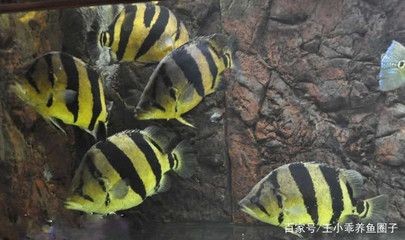 印尼虎魚好養嗎怎么養視頻：印尼虎魚好養嗎怎么養