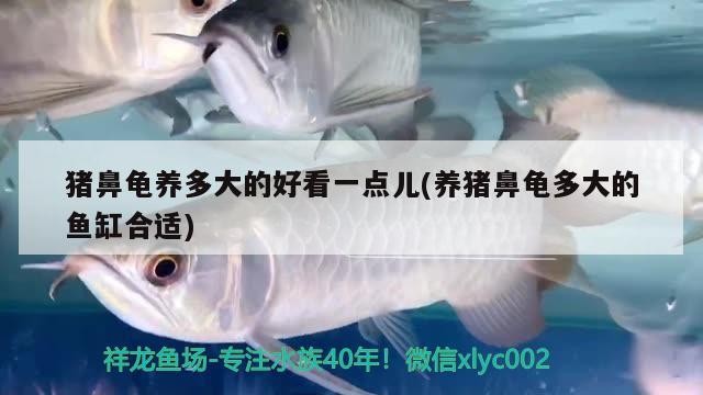 魚缸過濾器選購指南:自制魚缸過濾器魚缸上置過濾器對于養魚愛好者的必備知識 豬鼻龜養多大的好看一點兒(養豬鼻龜多大的魚缸合適) 豬鼻龜百科 豬鼻龜養多大的好看一點兒(養豬鼻龜多大的魚缸合適) 豬鼻龜養多大的好看一點兒(養豬鼻龜多大的魚缸合適) 豬鼻龜百科