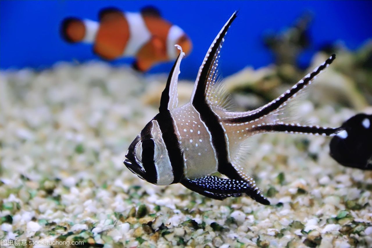海水觀賞魚店（和順海水觀賞魚店）