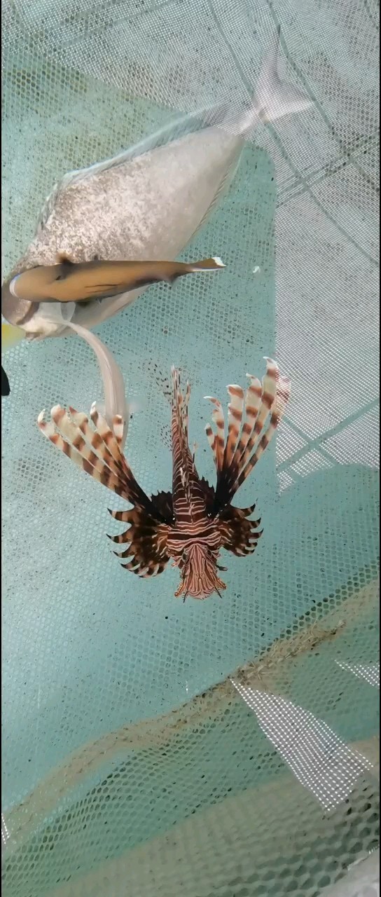 這個像個獅虎虎的獅子 這個像個獅虎虎的獅子 龍魚論壇