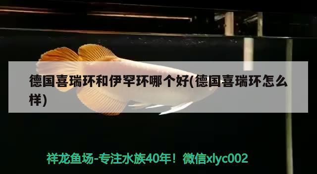 德國喜瑞環和伊罕環哪個好(德國喜瑞環怎么樣)