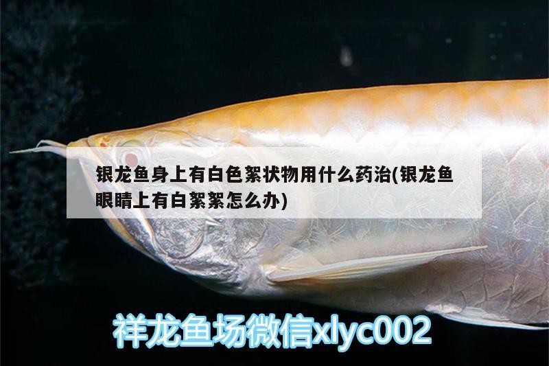 銀龍魚身上有白色絮狀物用什么藥治(銀龍魚眼睛上有白絮絮怎么辦) 銀龍魚身上有白色絮狀物用什么藥治(銀龍魚眼睛上有白絮絮怎么辦) 銀龍魚百科