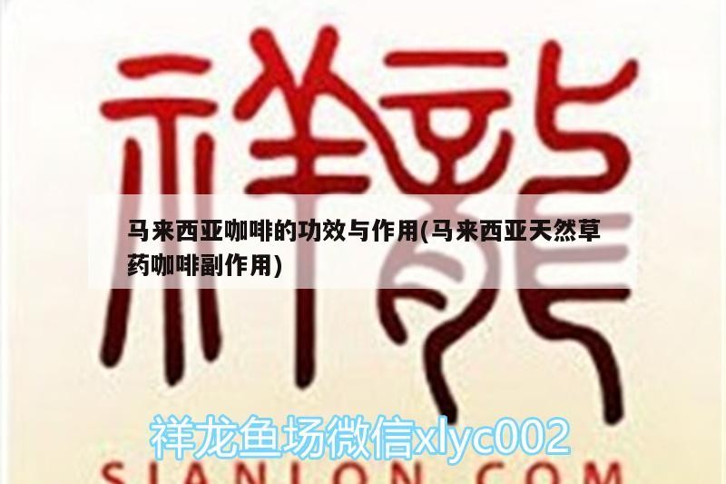 馬來西亞咖啡的功效與作用(馬來西亞天然草藥咖啡副作用)