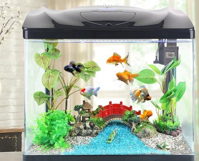 40厘米的魚缸養(yǎng)多少魚：40厘米的魚缸適合養(yǎng)什么魚