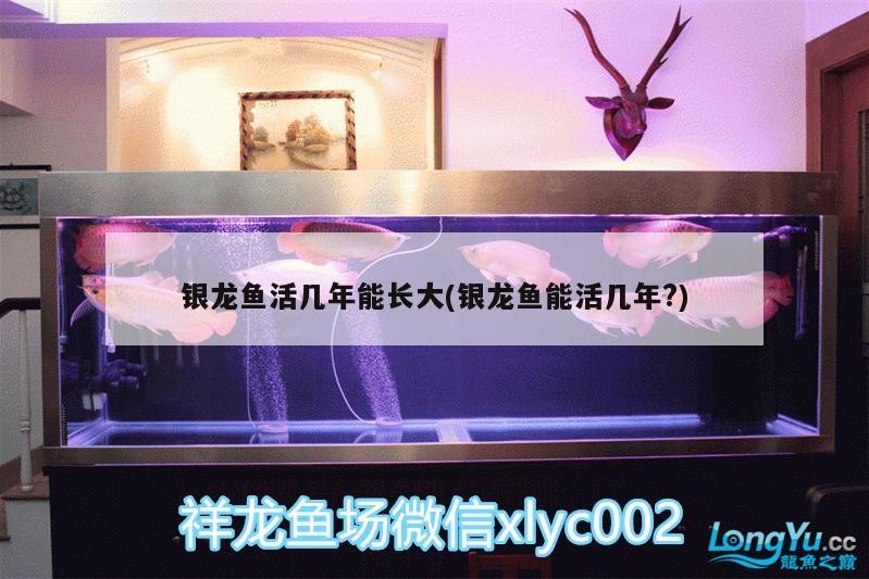 銀龍魚活幾年能長大(銀龍魚能活幾年?) 銀龍魚活幾年能長大(銀龍魚能活幾年?) 銀龍魚百科