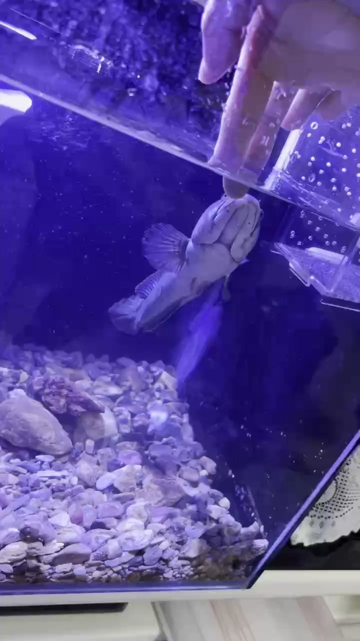 彩虹雷龍 彩虹雷龍 龍魚論壇