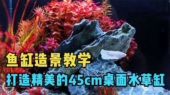 2024廣州世界觀賞魚：2024廣州世界觀賞魚大觀2024廣州國際漁業博覽會