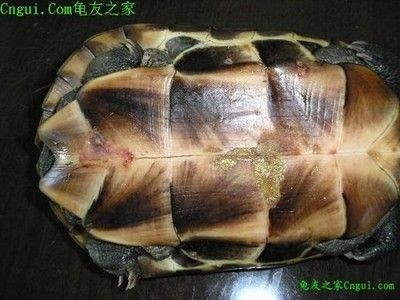 豬鼻龜全身脫皮怎么辦：豬鼻龜?shù)羝ち嗽趺崔k