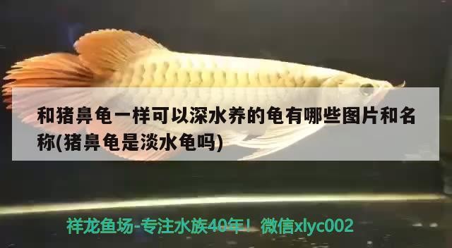 和豬鼻龜一樣可以深水養的龜有哪些圖片和名稱(豬鼻龜是淡水龜嗎)