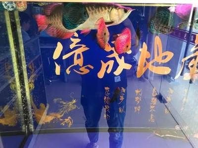 汕尾龍魚vs祥龍魚場（汕尾龍魚與祥龍魚場的具體差異）