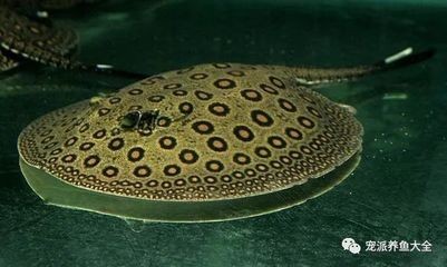 魟魚吃飽了什么樣子：當魟魚吃飽了之后，它們可能會表現出以下幾種狀態