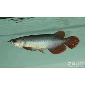 龍魚論壇天王至尊紅龍怎么樣：天王紅龍魚日常護理要點天王紅龍魚日常護理要點