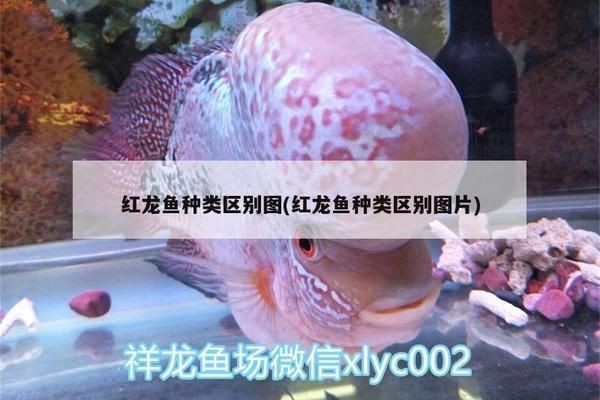 印尼紅龍魚場有哪些魚類：印尼紅龍魚場養殖的一些魚類