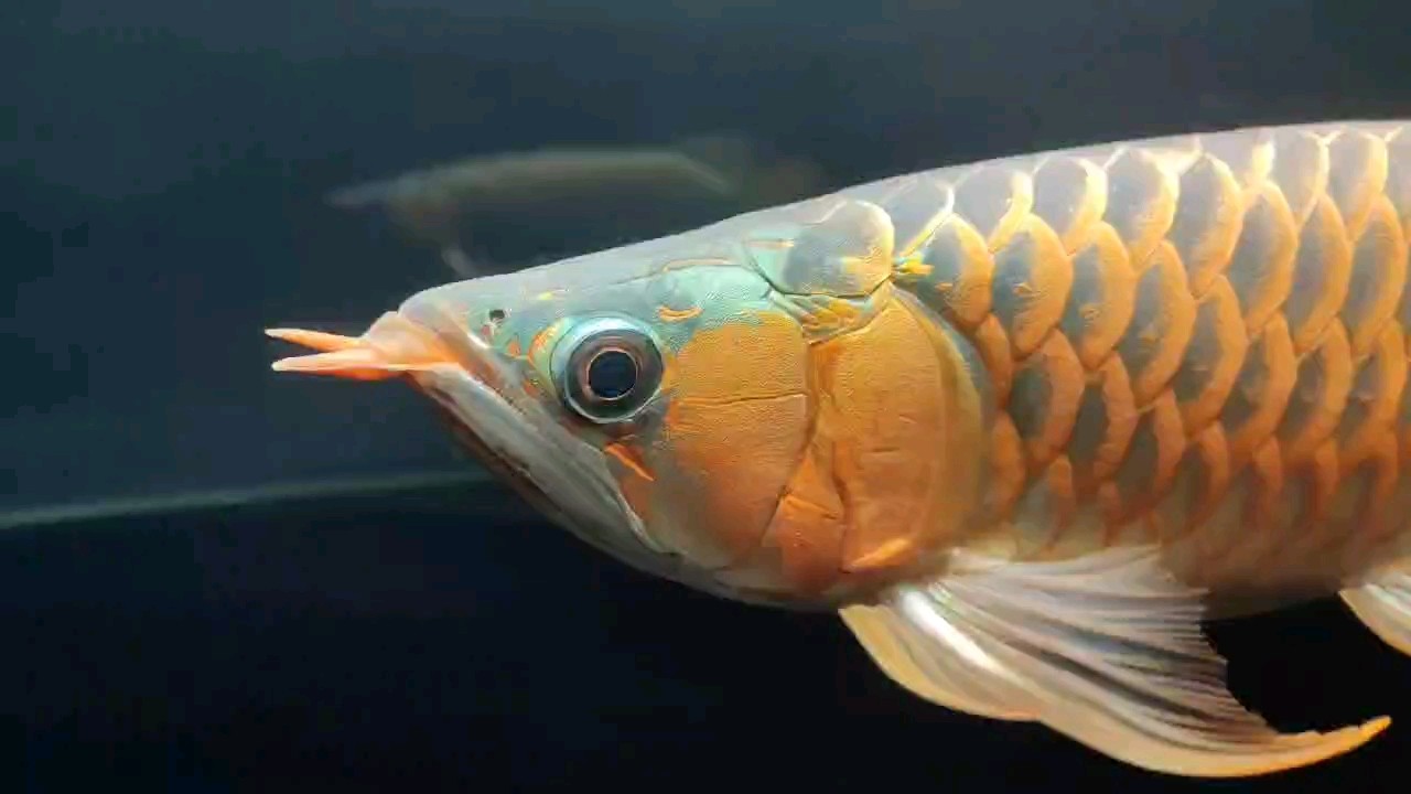 5024.10.9 5024.10.9 龍魚論壇
