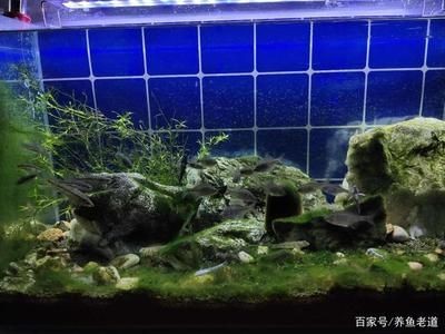 25厘米的魚缸:一個直徑為25厘米的圓形魚缸養魚數量可以根據以下原則來確定 魚缸百科 第1張 25厘米的魚缸:一個直徑為25厘米的圓形魚缸養魚數量可以根據以下原則來確定 25厘米的魚缸:一個直徑為25厘米的圓形魚缸養魚數量可以根據以下原則來確定 魚缸百科 第1張