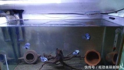 1.8米魚缸養多少鸚鵡魚呢：1.8米長的魚缸可以養大約36條大鸚鵡魚或9條大鸚鵡魚