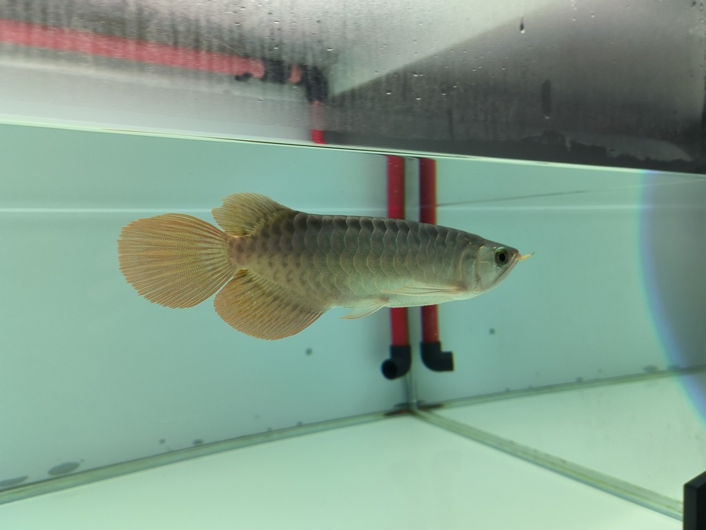 第二次換水1/3 第二次換水1/3 龍魚論壇 第2張