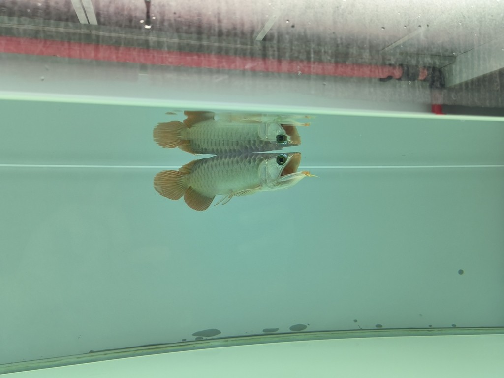 第二次換水1/3 第二次換水1/3 龍魚論壇 第3張