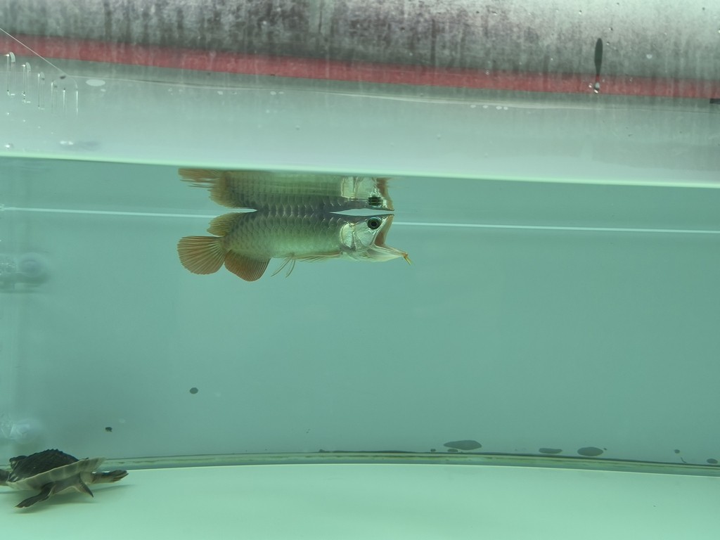 第二次換水1/3 第二次換水1/3 龍魚論壇 第7張