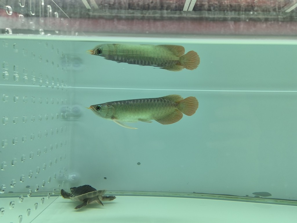 第二次換水1/3 第二次換水1/3 龍魚論壇 第8張