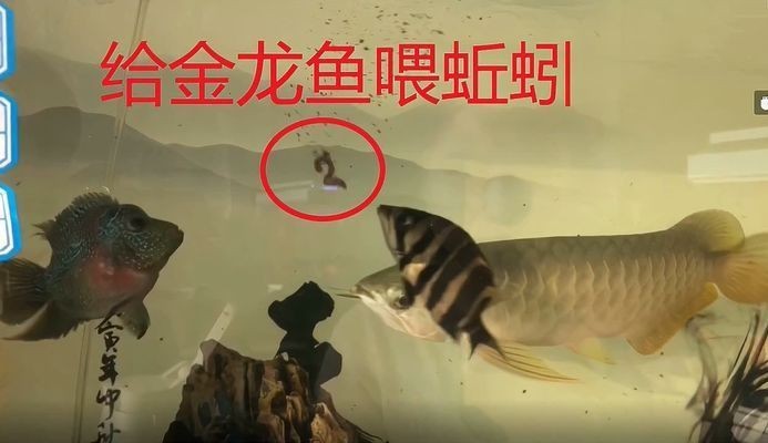 龍魚適合吃什么蚯蚓vs祥龍魚場:祥龍魚場評價龍魚飼料選擇指南 vs祥龍魚場 第2張 龍魚適合吃什么蚯蚓vs祥龍魚場:祥龍魚場評價龍魚飼料選擇指南 龍魚適合吃什么蚯蚓vs祥龍魚場:祥龍魚場評價龍魚飼料選擇指南 vs祥龍魚場 第2張