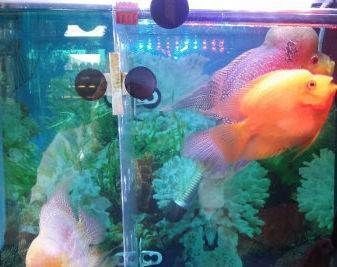 龍魚適合吃什么蚯蚓vs祥龍魚場:祥龍魚場評價龍魚飼料選擇指南 vs祥龍魚場 第3張 龍魚適合吃什么蚯蚓vs祥龍魚場:祥龍魚場評價龍魚飼料選擇指南 龍魚適合吃什么蚯蚓vs祥龍魚場:祥龍魚場評價龍魚飼料選擇指南 vs祥龍魚場 第3張