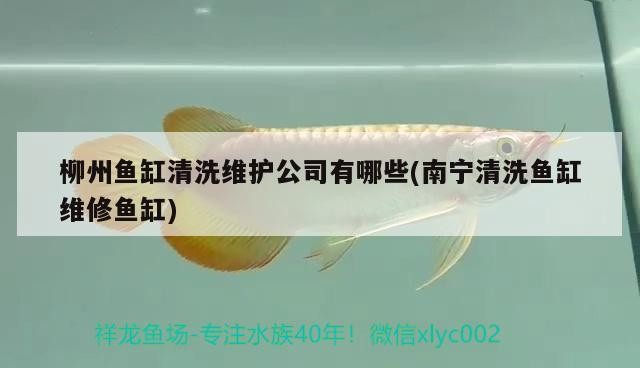 柳州魚缸清洗維護公司有哪些(南寧清洗魚缸維修魚缸)