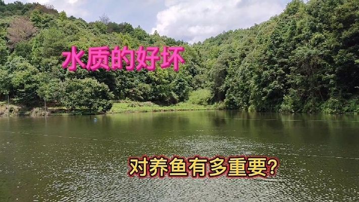 金龍和銀龍混養利弊：金龍和銀龍混養利弊分析 金龍和銀龍混養利弊：金龍和銀龍混養利弊分析 龍魚百科 第1張