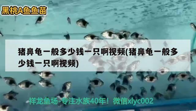 豬鼻龜一般多少錢一只啊視頻(豬鼻龜一般多少錢一只啊視頻)