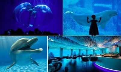 杭州水族館vs祥龍魚場（杭州水族館和祥龍魚場之前，我們需要明確兩者之間的區別）