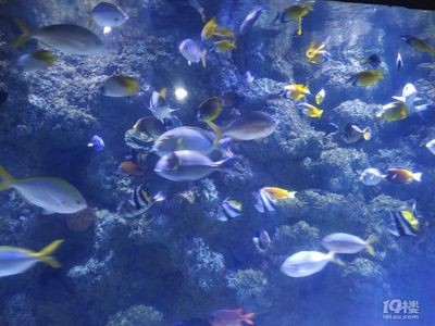 杭州水族館vs祥龍魚場（杭州水族館和祥龍魚場之前，我們需要明確兩者之間的區別）