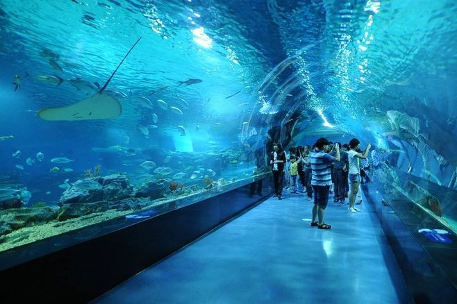 杭州水族館vs祥龍魚場（杭州水族館和祥龍魚場之前，我們需要明確兩者之間的區別）