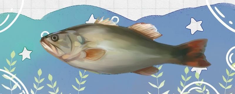 太原龍魚醫院怎么樣啊（太原龍魚醫院怎么樣啊多少錢）