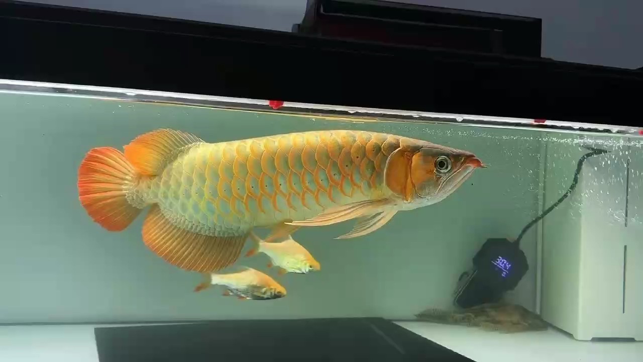 升級紅龍了 升級紅龍了 龍魚論壇