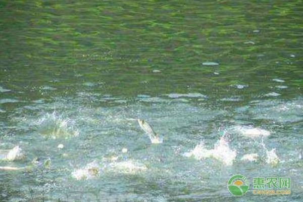 金鼓魚可以和什么魚一起養：金鼓魚可以和什么魚一起養殖