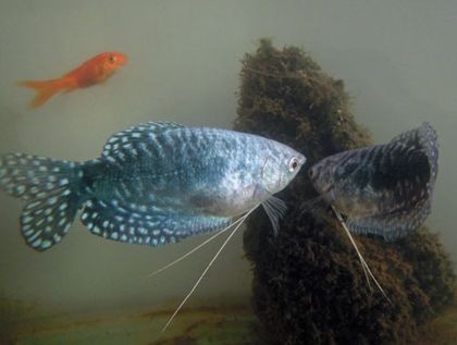魟魚不可以和什么魚混養(yǎng)在一起：關于魟魚的混養(yǎng)問題