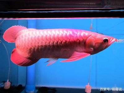 紅龍魚小的時候是什么顏色：紅龍魚在幼年時期的顏色與成年后有很大的不同 紅龍魚小的時候是什么顏色：紅龍魚在幼年時期的顏色與成年后有很大的不同 紅龍魚百科 第1張