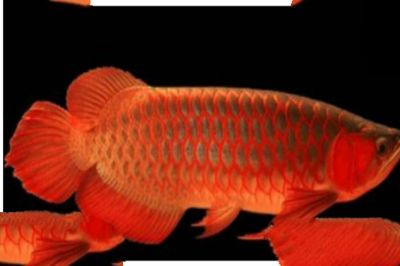 紅龍魚小的時候是什么顏色：紅龍魚在幼年時期的顏色與成年后有很大的不同 紅龍魚小的時候是什么顏色：紅龍魚在幼年時期的顏色與成年后有很大的不同 紅龍魚百科 第5張