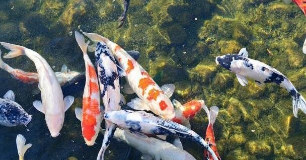 今天屬相是什么生肖：今天屬相是什么生肖老黃歷