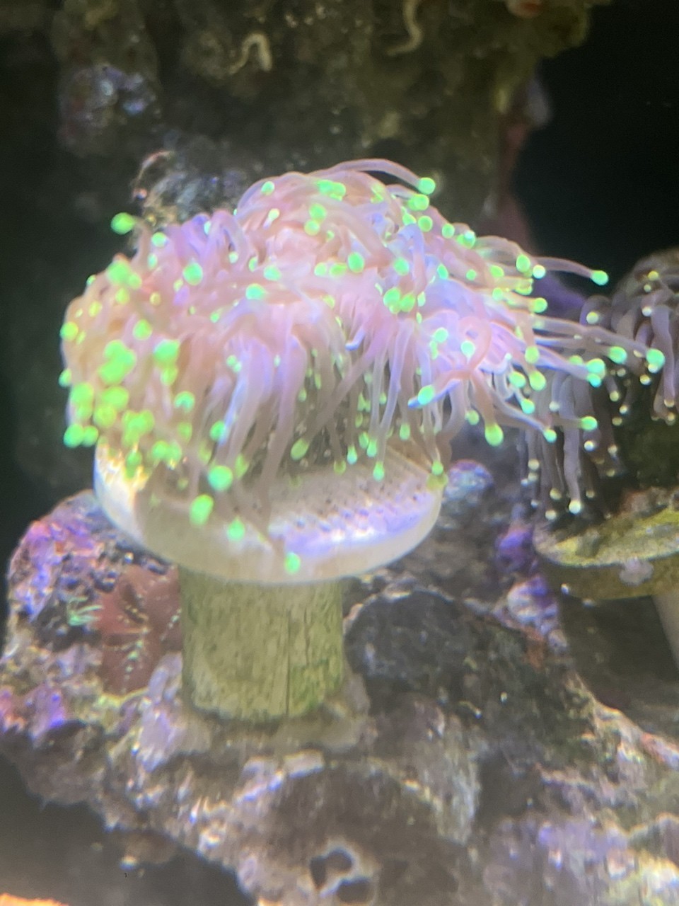 黑火柴脫藻脫骨