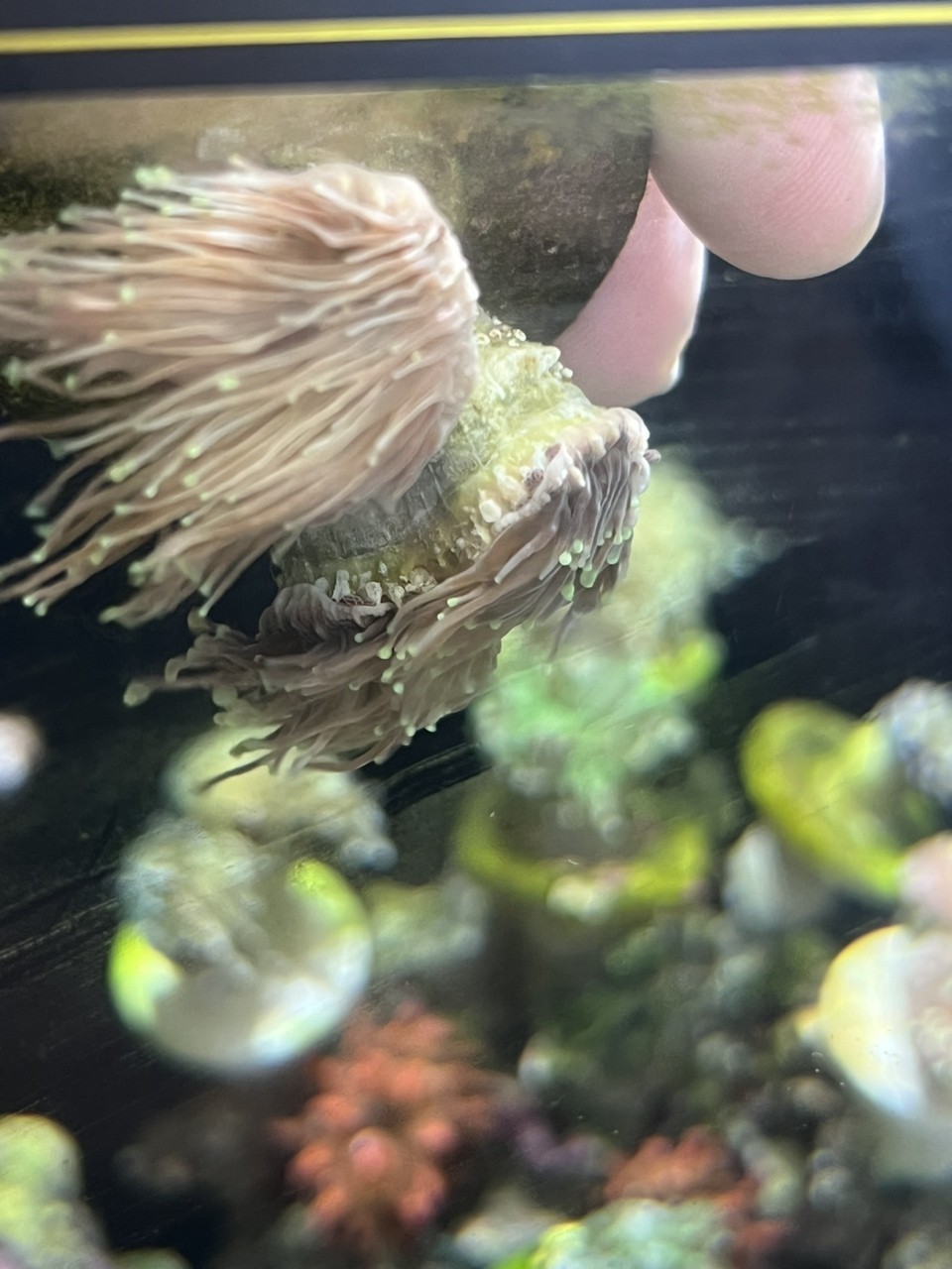 黑火柴脫藻脫骨