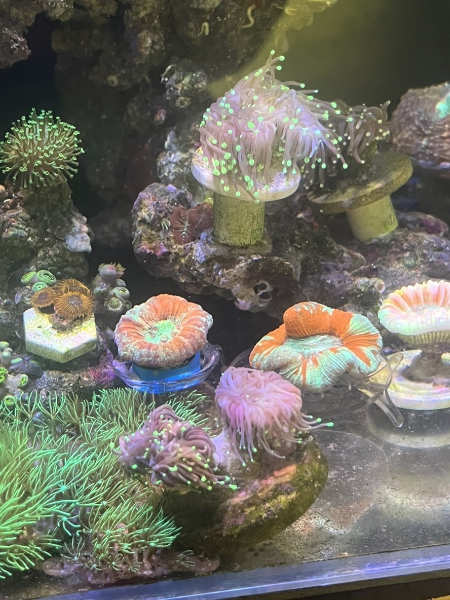 黑火柴脫藻脫骨
