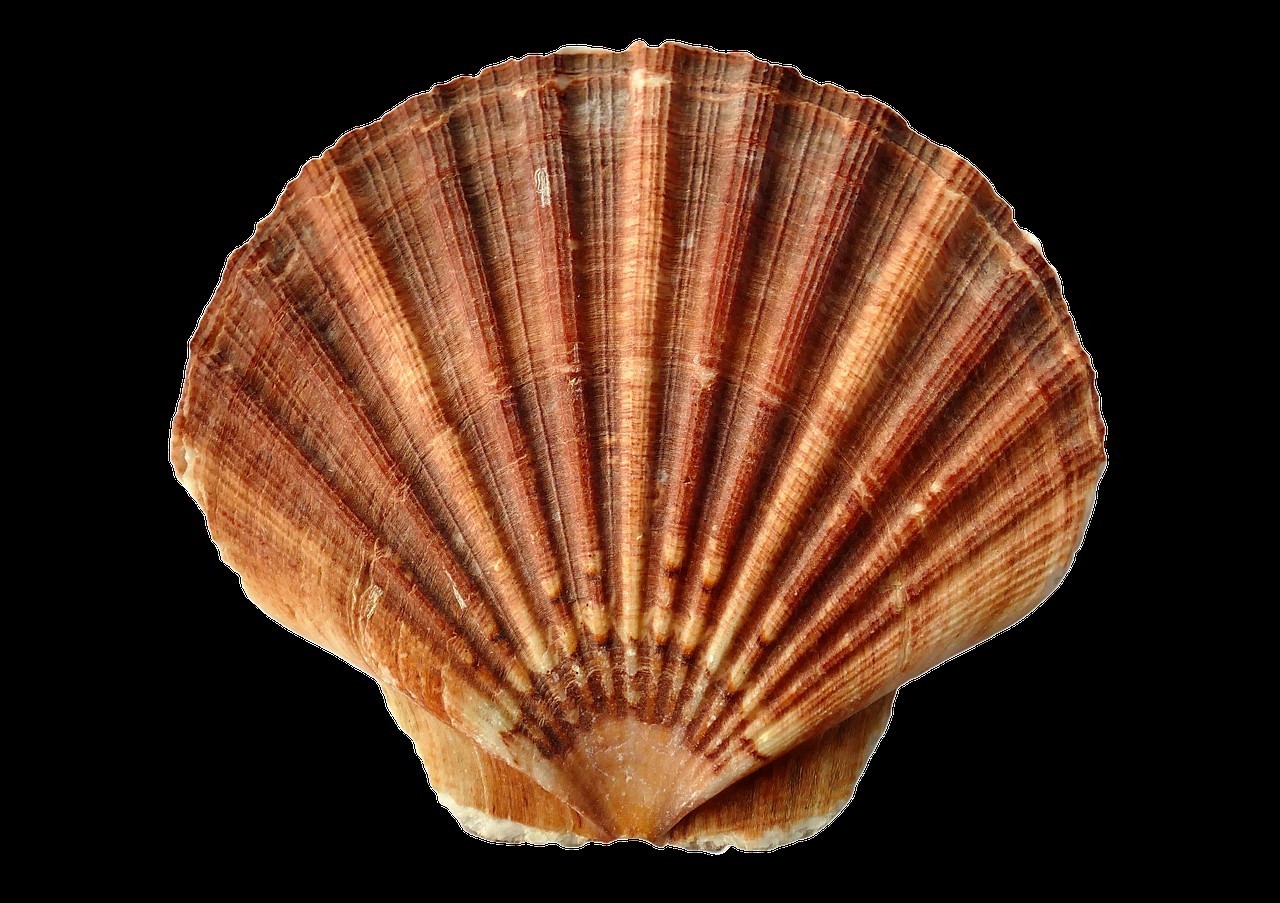 沙鉆魚(yú)養(yǎng)殖（沙鉆魚(yú)能人工養(yǎng)殖嗎）