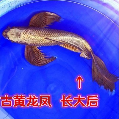 結尾魚最忌三種東西：結尾魚最忌三種東西嗎 結尾魚最忌三種東西：結尾魚最忌三種東西嗎 龍魚百科 第2張