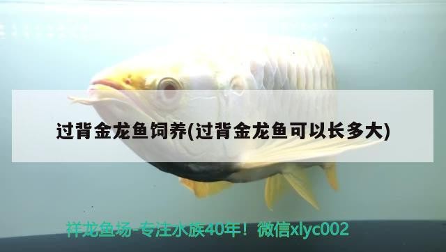 過背金龍魚飼養(yǎng)(過背金龍魚可以長多大)