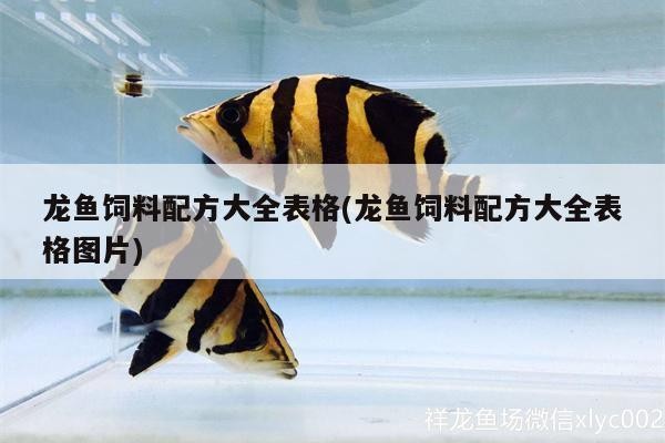 紅龍魚最怕三個東西，紅龍魚最怕的三個東西 紅龍魚最怕三個東西，紅龍魚最怕的三個東西 龍魚百科 第2張